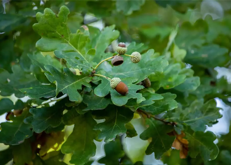 Quercus robur