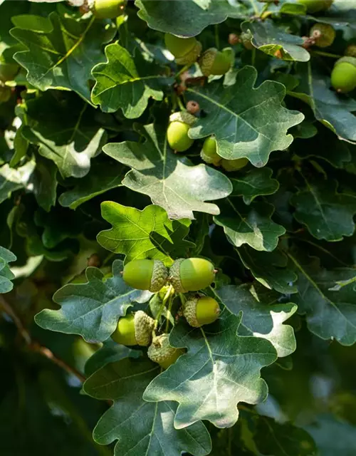 Quercus robur