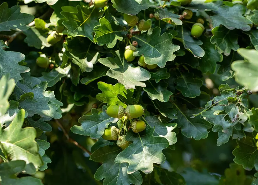 Quercus robur