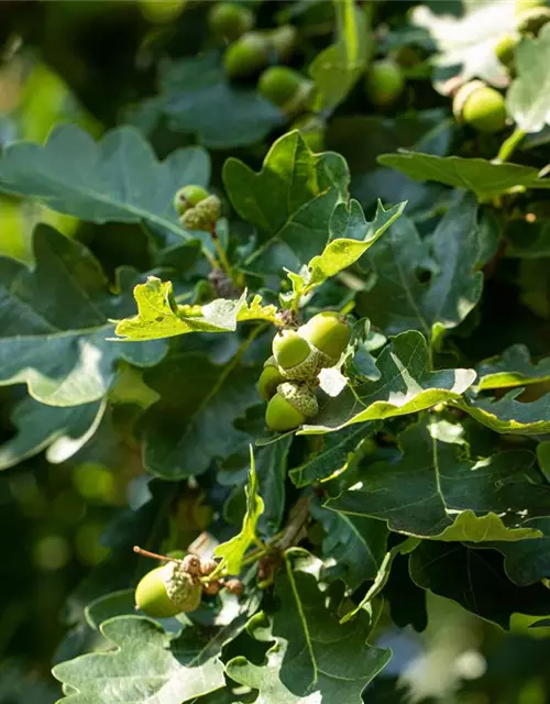 Quercus robur