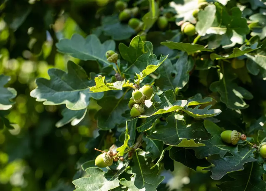 Quercus robur