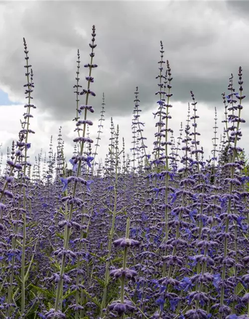 Perovskia atriplicifolia