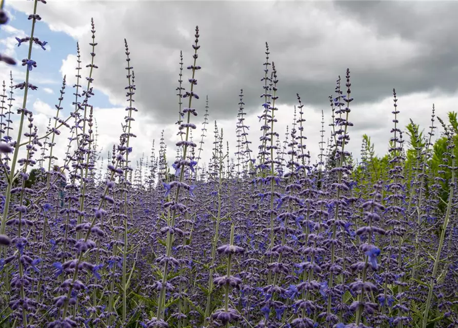 Perovskia atriplicifolia