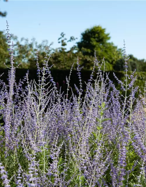 Perovskia atriplicifolia