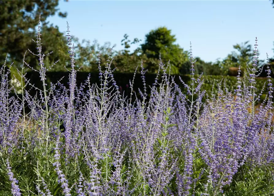 Perovskia atriplicifolia