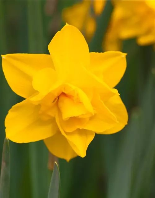 Narcissus Double