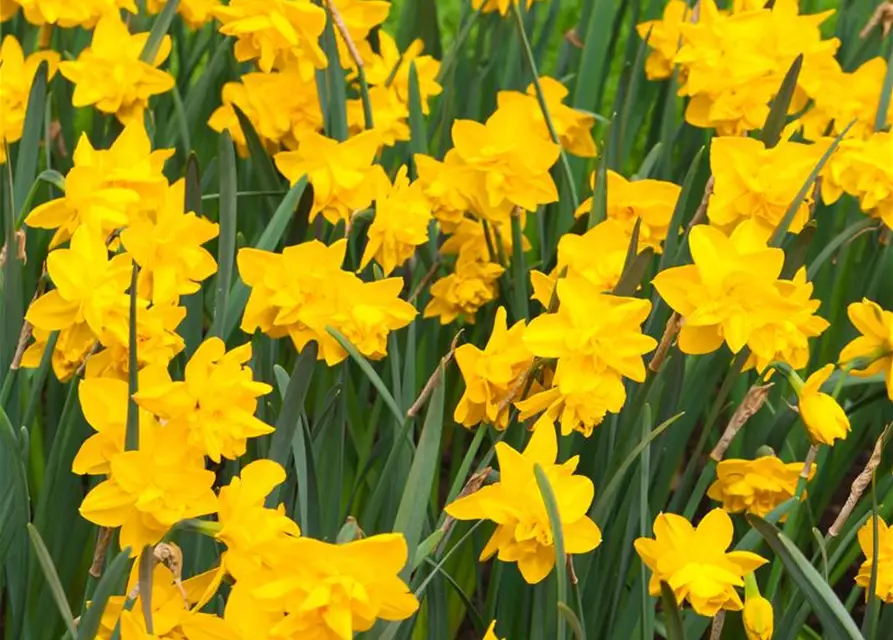 Narcissus Double