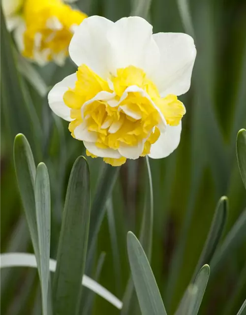 Narcissus Double