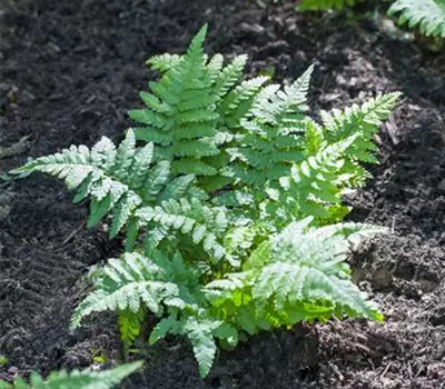 Polypodium vulgare