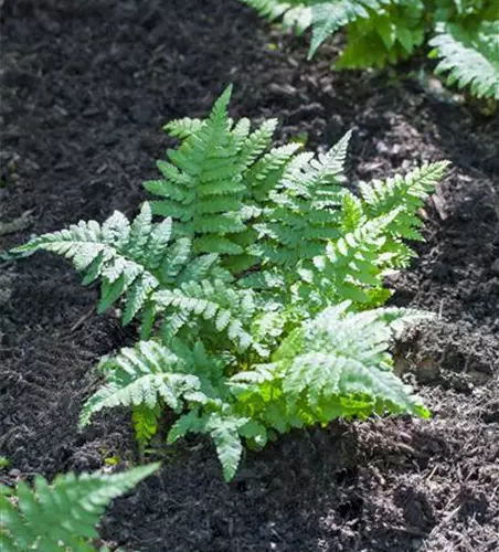 Polypodium vulgare