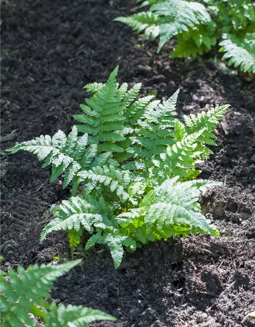 Polypodium vulgare