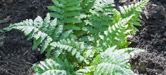 Polypodium vulgare