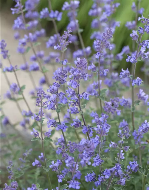 Nepeta x faassenii