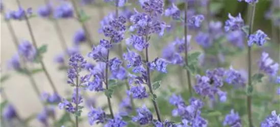 Nepeta x faassenii