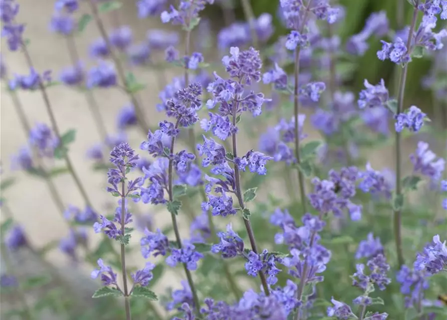 Nepeta x faassenii