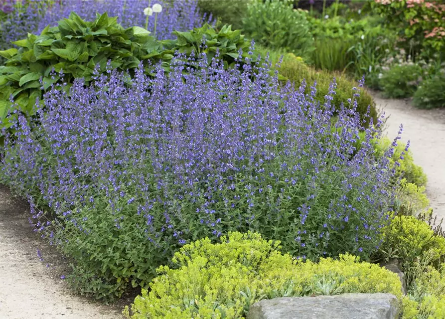 Nepeta x faassenii