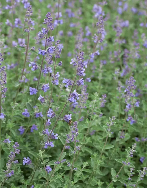 Nepeta x faassenii