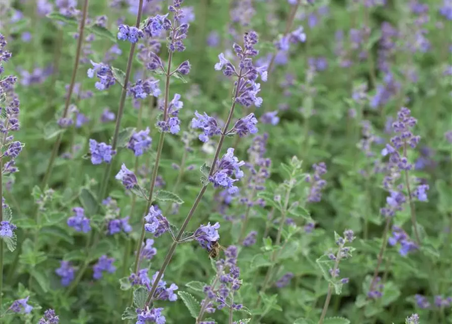 Nepeta x faassenii