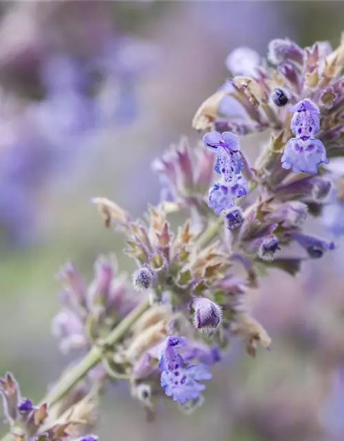 Nepeta x faassenii