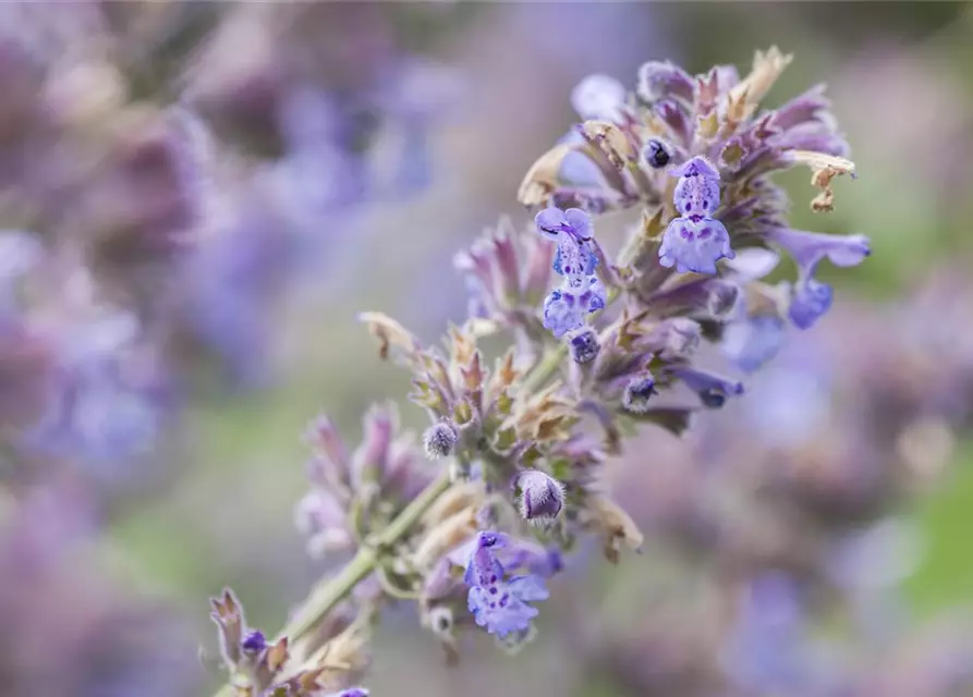 Nepeta x faassenii