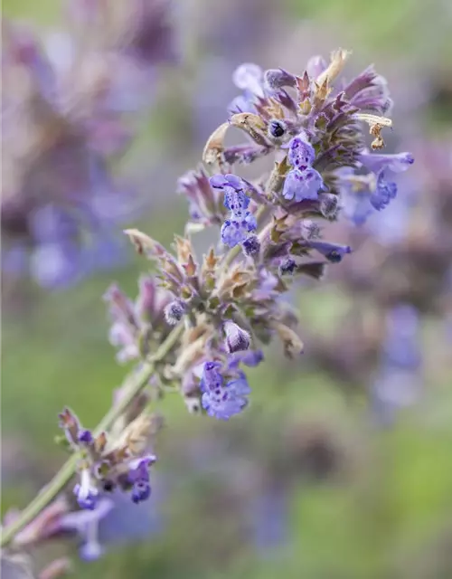 Nepeta x faassenii