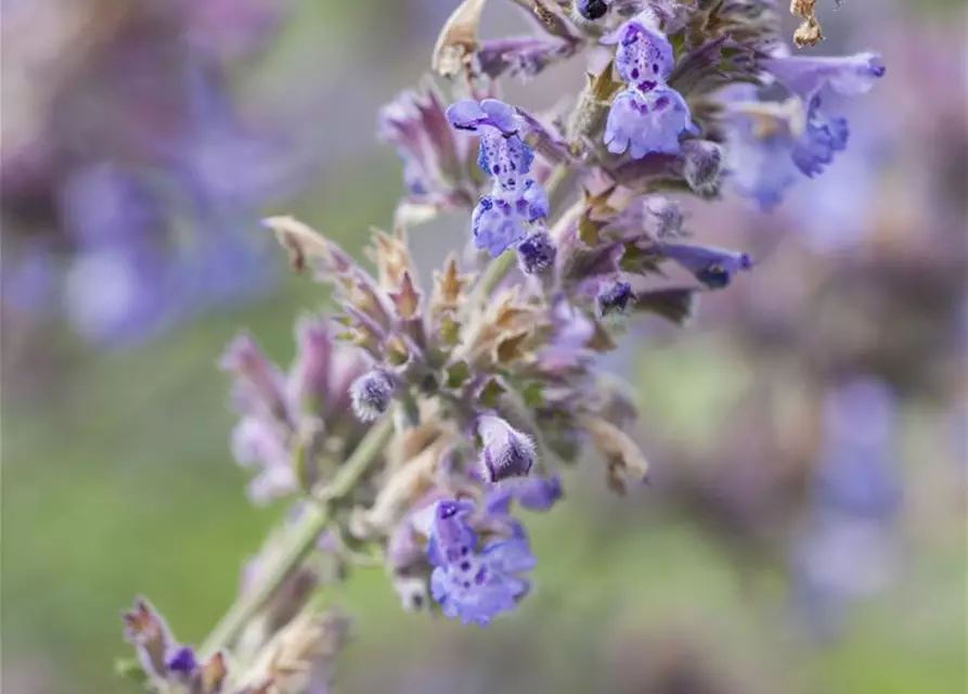 Nepeta x faassenii