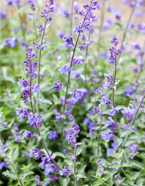 Nepeta x faassenii