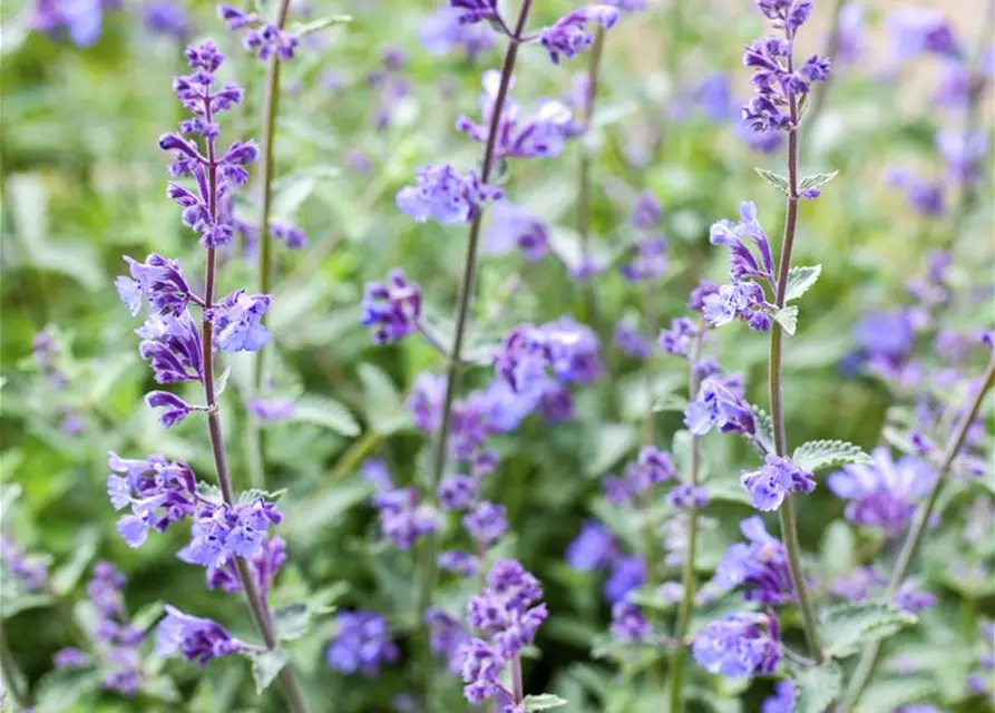 Nepeta x faassenii