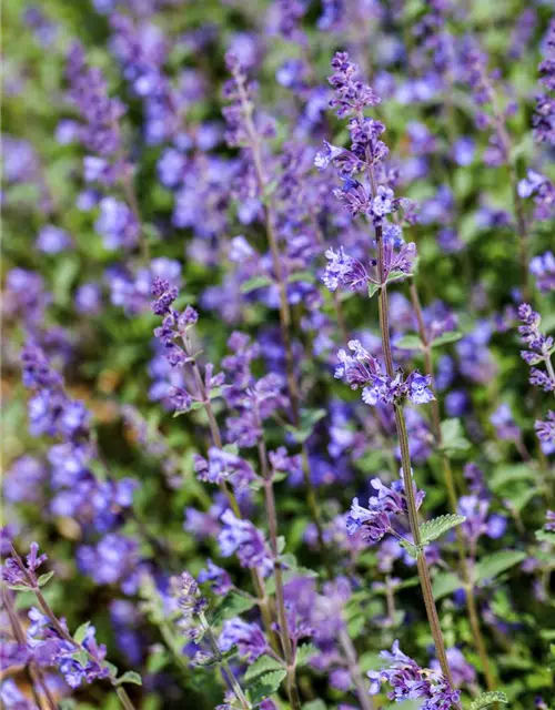 Nepeta x faassenii