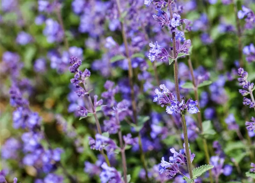 Nepeta x faassenii