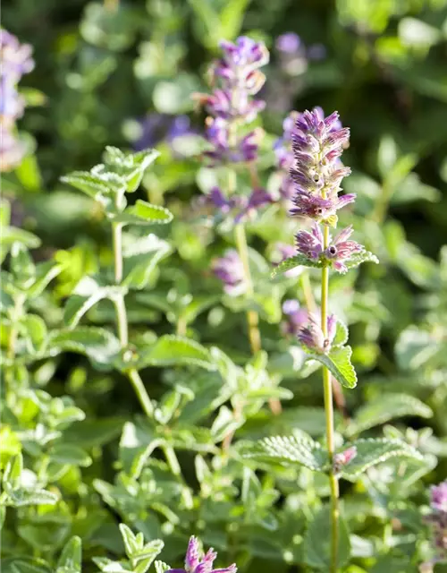 Nepeta x faassenii