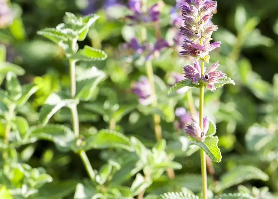 Nepeta x faassenii