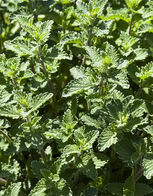 Nepeta x faassenii