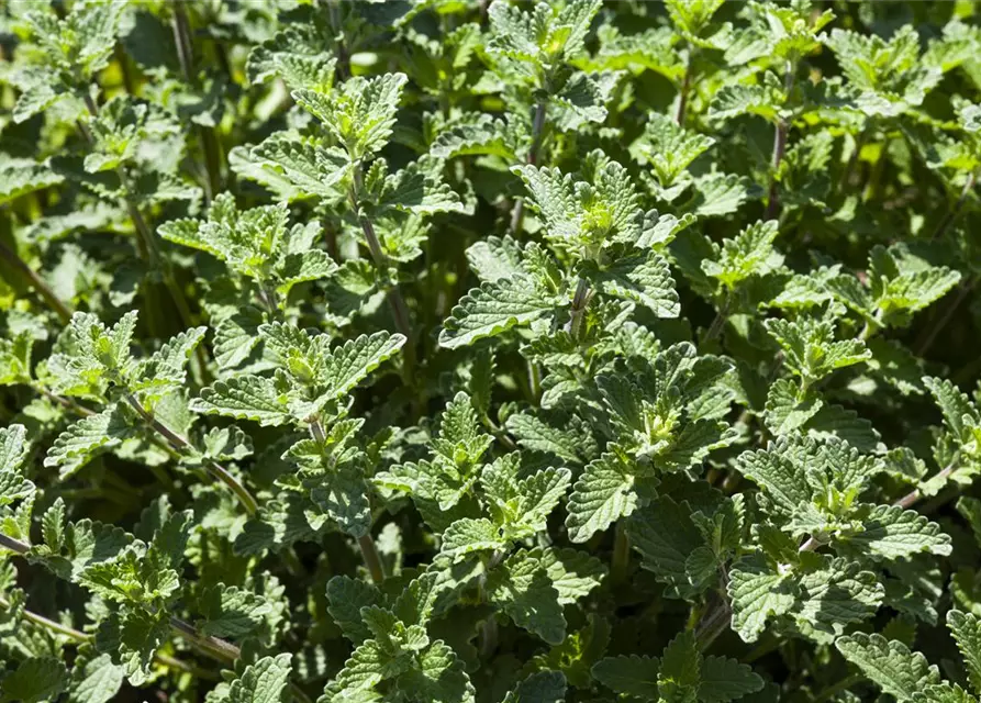 Nepeta x faassenii