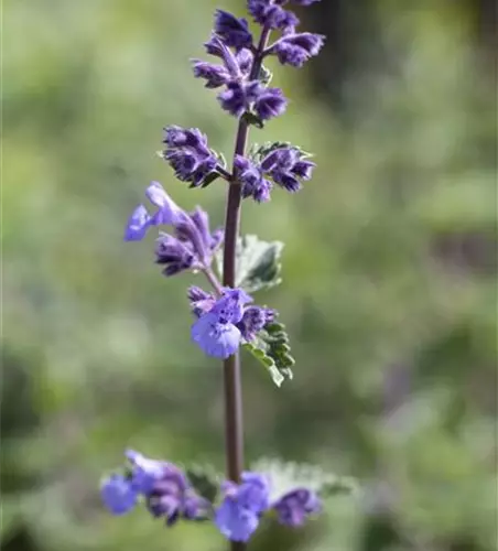 Nepeta x faassenii 'Walker´s Low'