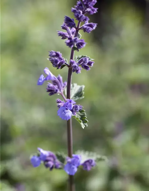 Nepeta x faassenii 'Walker´s Low'