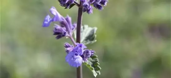 Nepeta x faassenii 'Walker´s Low'