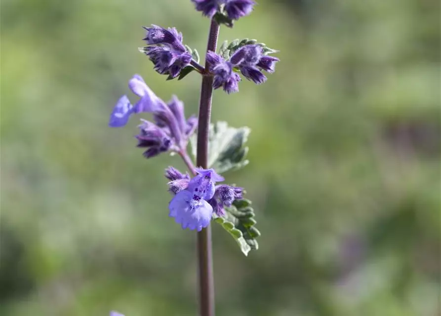 Nepeta x faassenii 'Walker´s Low'