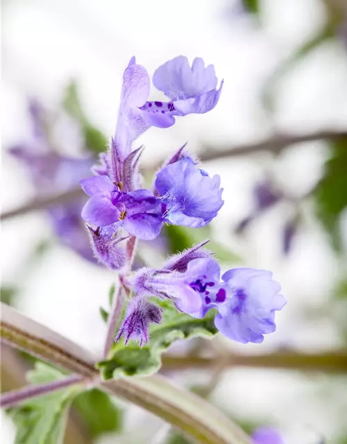 Nepeta x faassenii 'Walker´s Low'