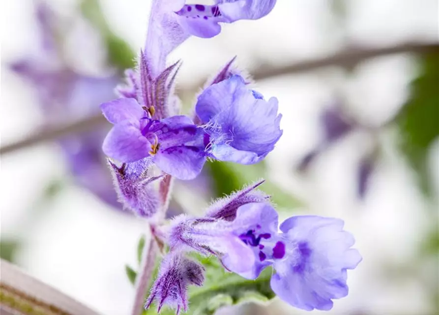 Nepeta x faassenii 'Walker´s Low'