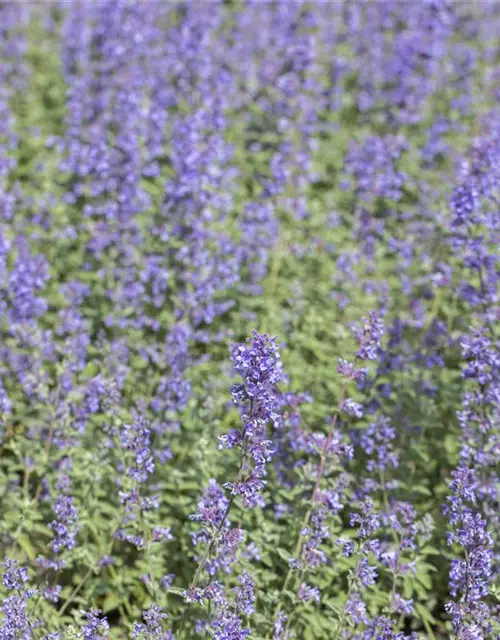 Nepeta x faassenii 'Walker´s Low'