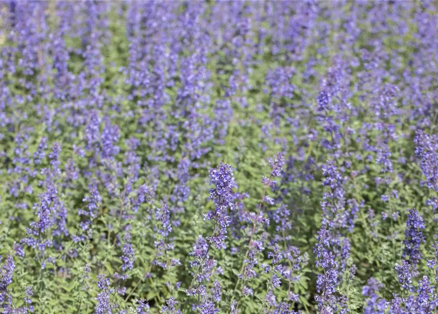 Nepeta x faassenii 'Walker´s Low'