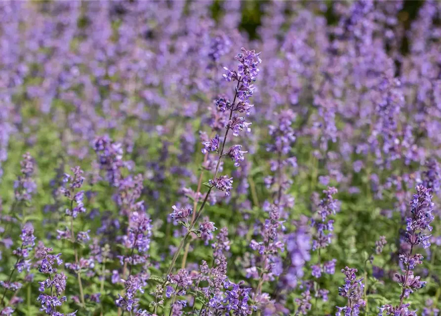 Nepeta x faassenii 'Walker´s Low'