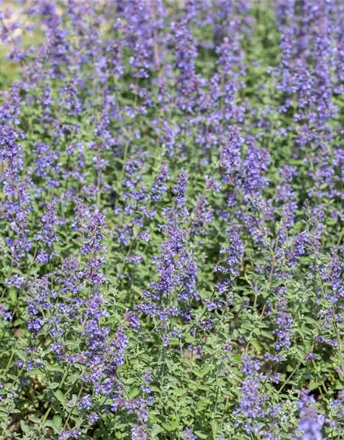 Nepeta x faassenii 'Walker´s Low'