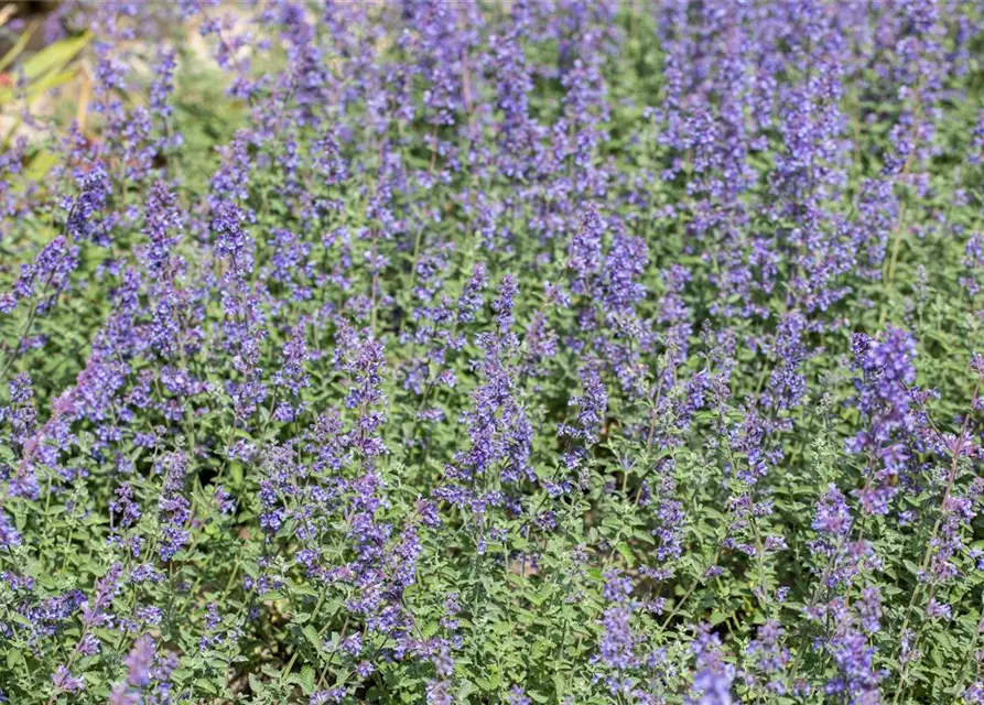 Nepeta x faassenii 'Walker´s Low'