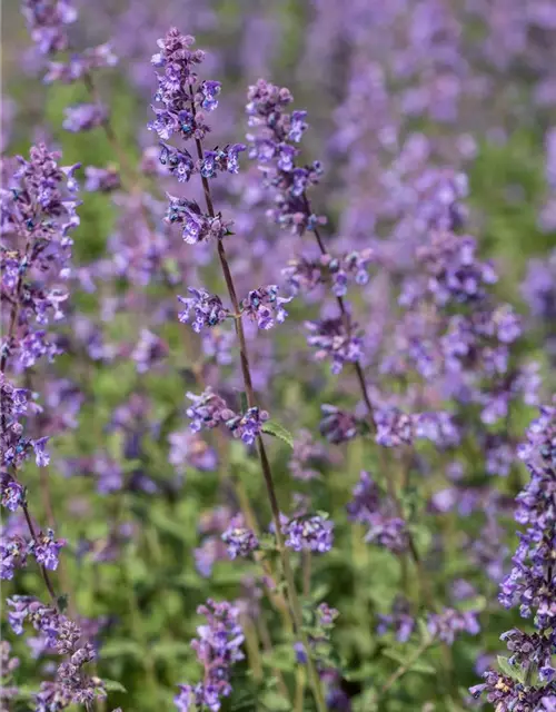 Nepeta x faassenii 'Walker´s Low'