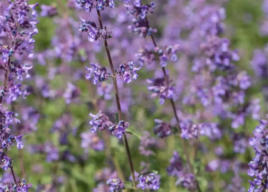 Nepeta x faassenii 'Walker´s Low'