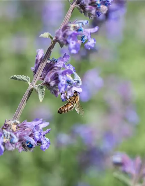 Nepeta x faassenii 'Walker´s Low'