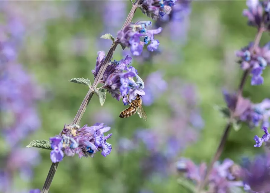 Nepeta x faassenii 'Walker´s Low'