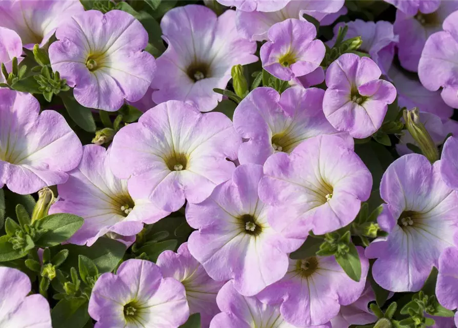 Petunia 'Potunia'®